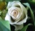 Anne_Steiner, Anne_Steiner