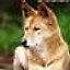 wilddog