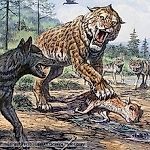 Smilodon populator, Smilodon populator