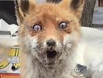 Silly_fox, Silly_fox