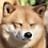 shibe