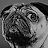 [pug]