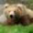 bear-2006