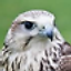 FALCON!