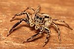Spider_7, Spider_7 Spider_7, Spider_7