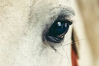 Неистово громко и слишком близко. Мы не слышим их, потому что не эволюционируем. Часть 1
