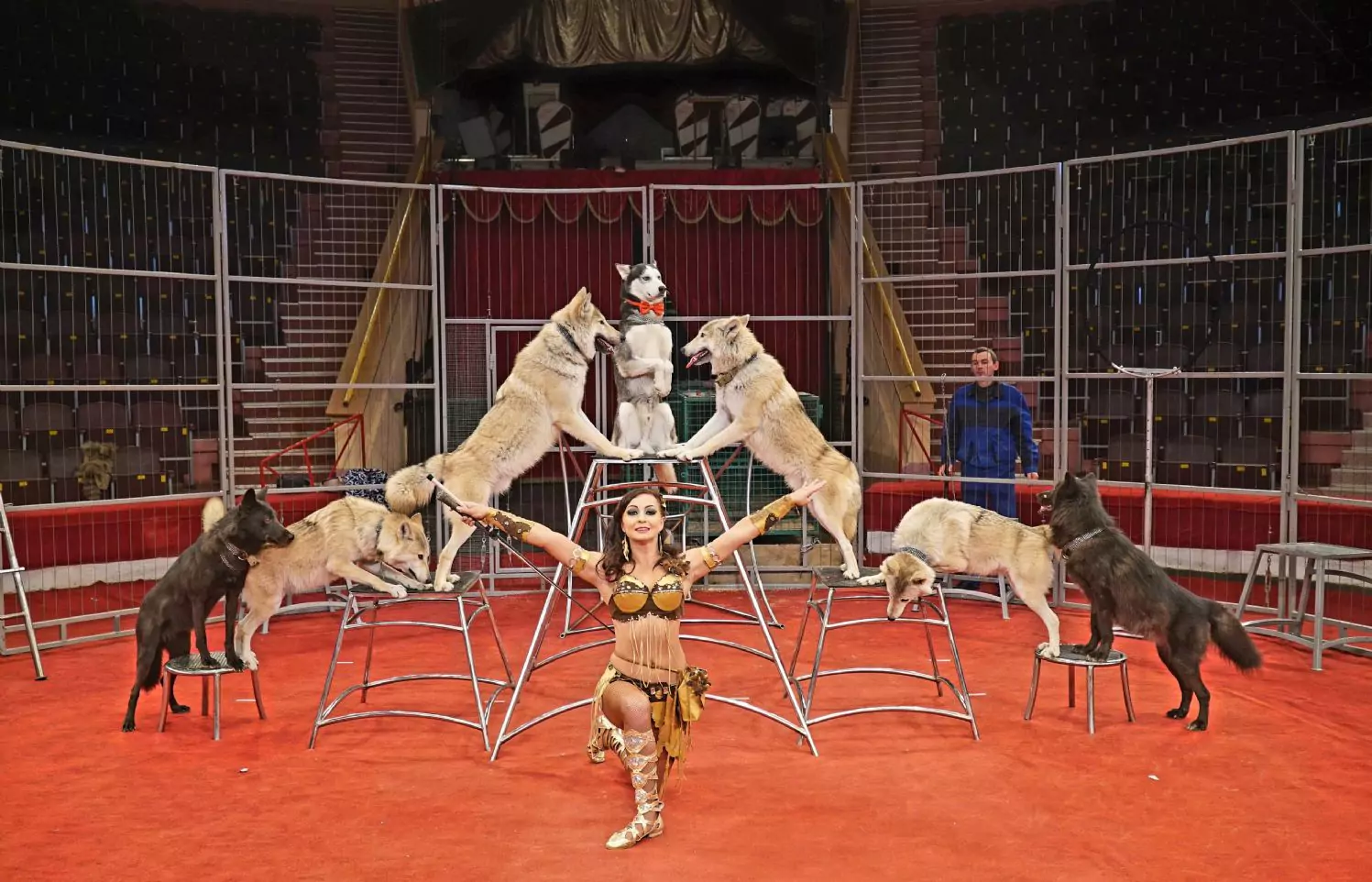 В Московском цирке им. Никулина начнут показывать шоу с волками