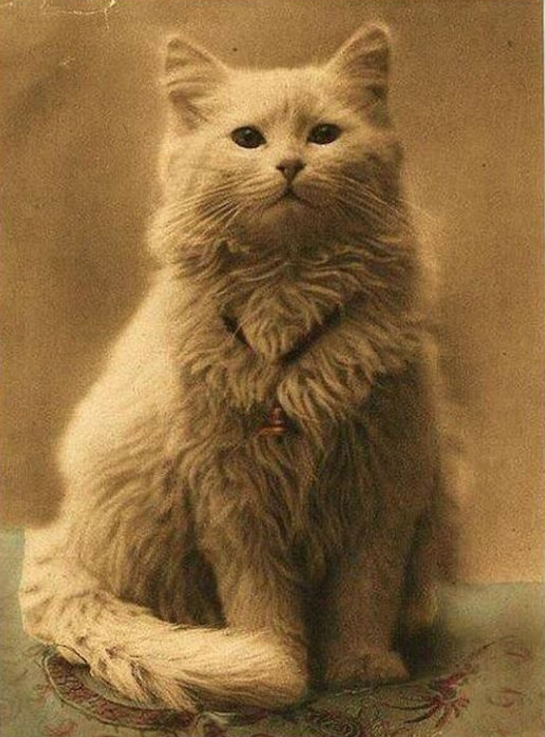 коты