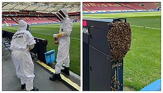 Пчелы атаковали стадион Евро в Штутгарте - на помощь пришли специалисты 🐝