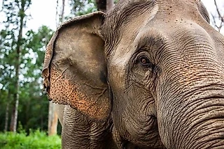 Неистово громко и слишком близко. Мы не слышим их, потому что не эволюционируем. Часть 3