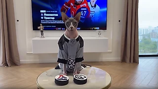 «Игроки спрашивали, не кусается ли Дени». Лабрадор с миллионами подписчиков – на матче КХЛ!