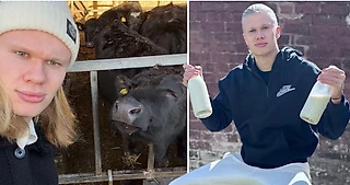 📸 «Я весь день смотрел на коров? Да». Холанд показал, как провел выходной после победы над «Мадридом»