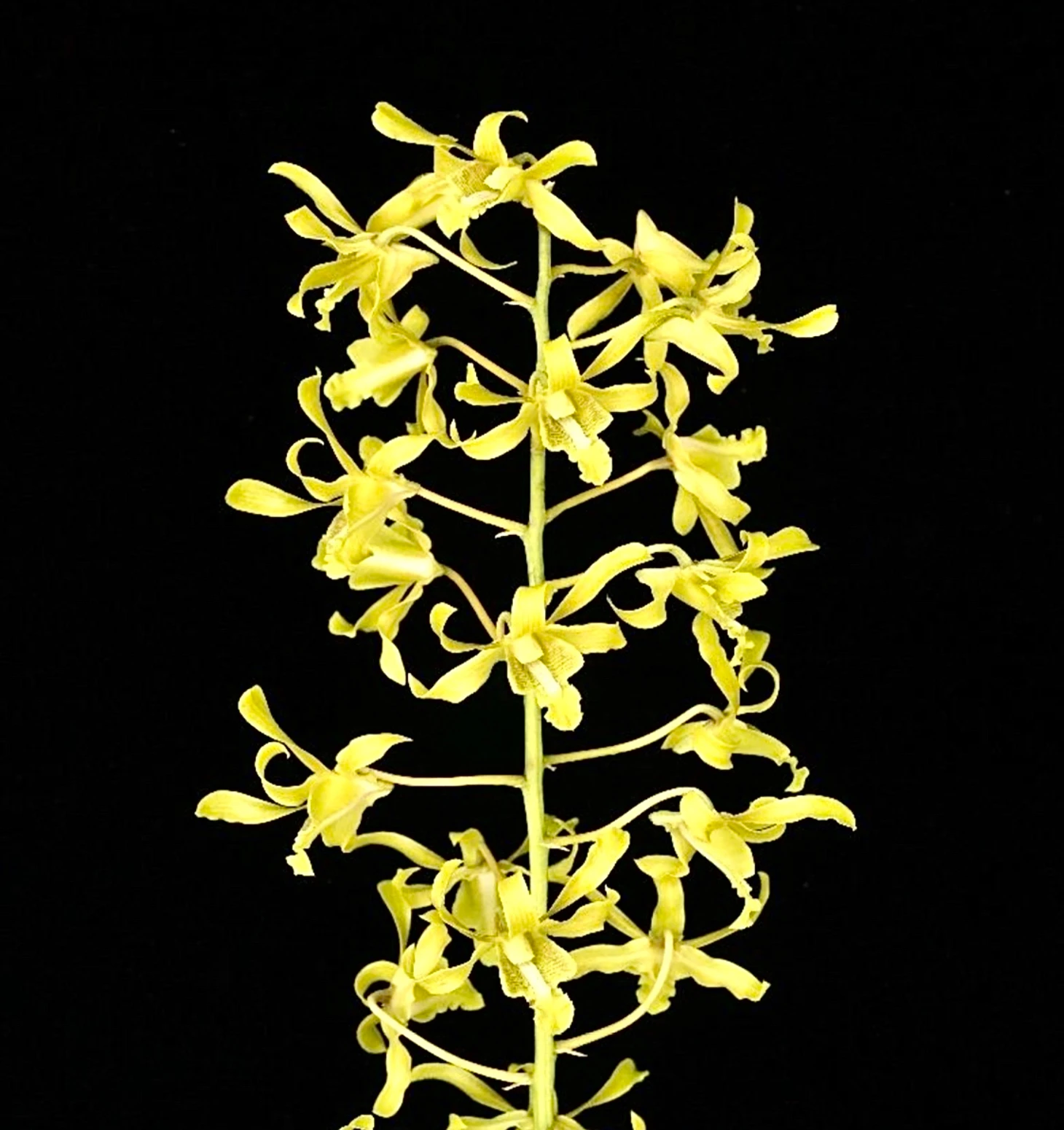 Dendrobium Joseph Schooling – orchidroots