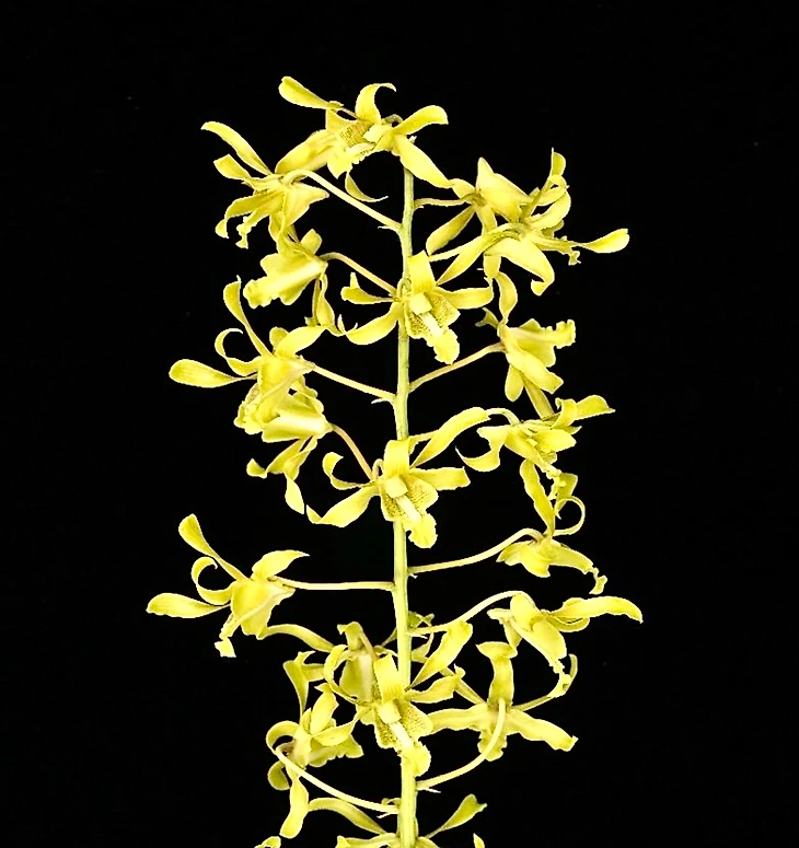 Dendrobium Joseph Schooling – orchidroots