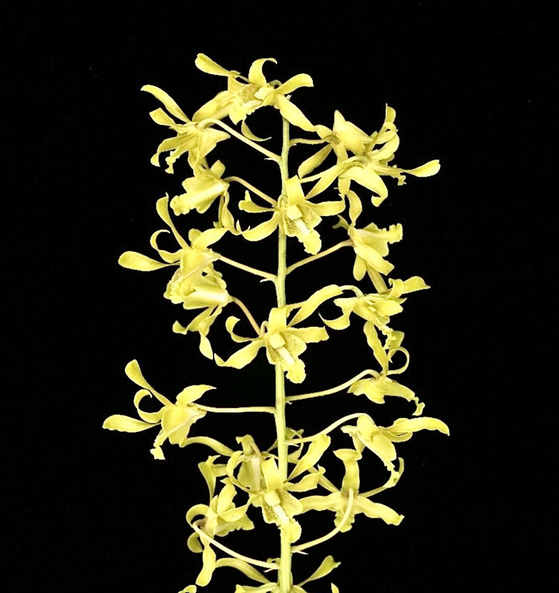 Dendrobium Joseph Schooling – orchidroots
