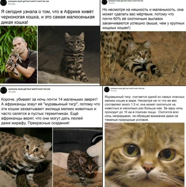 коты