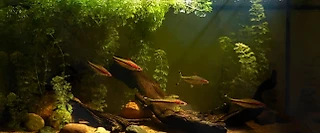 Неистово громко и слишком близко. Мы не слышим их, потому что не эволюционируем. Часть 6, глава 2