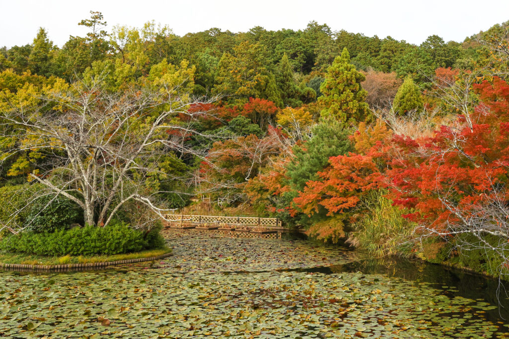 Сезон Момидзи в Японии