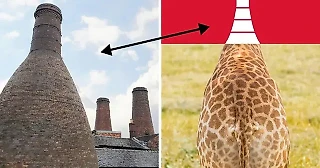 «Гадящий жираф вид сзади»:  фанаты отреагировали на новое лого «Сток Сити»🤔