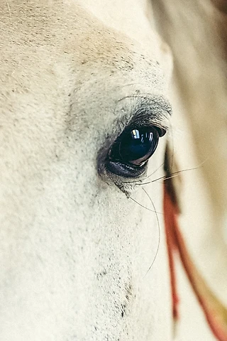 Неистово громко и слишком близко. Мы не слышим их, потому что не эволюционируем. Часть 1