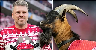 Тренер «Кельна» – главный модник Бундеслиги. Надел на матч потрясный рождественский свитер с портретом козла